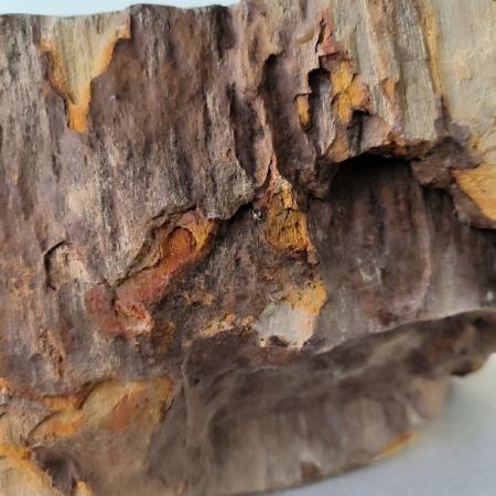 Раковина из окаменелого дерева Fossil Basin OD-02425 (58*52*15) 0090