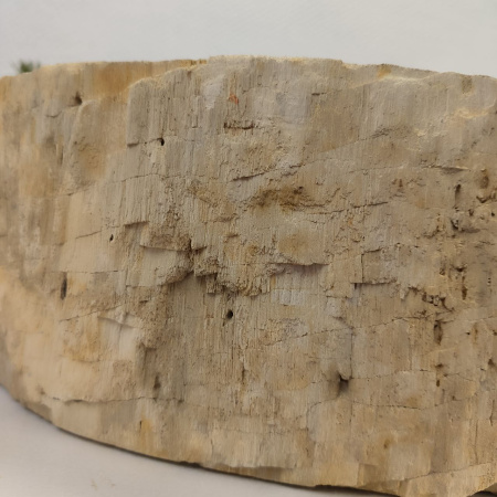 Раковина из окаменелого дерева Fossil Basin OD-02490 (59*48*15) 0094
