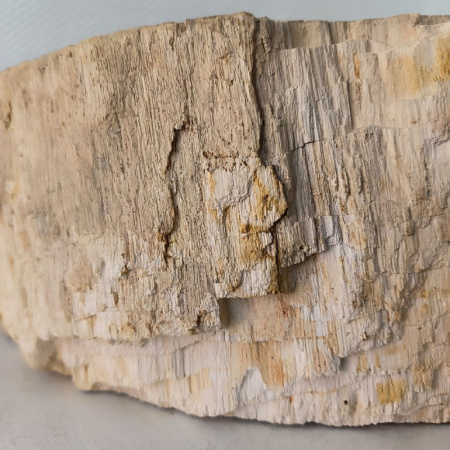Раковина из окаменелого дерева Fossil Basin OD-02426 (58*50*15) 0090