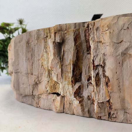 Раковина из окаменелого дерева Fossil Basin OD-02448 (58*47*15) 0089