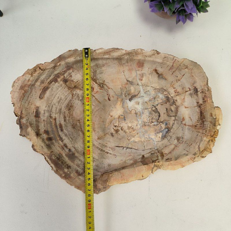 Набор из окаменелого дерева 3 предм Fossil Set NF-63079 поднос 28см*41см