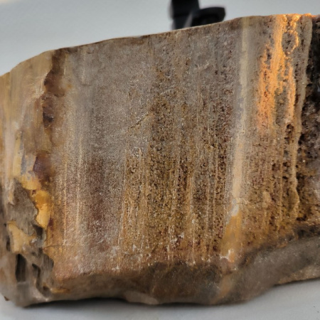 Раковина из окаменелого дерева Fossil Basin OD-02521 (54*34*15) 0092