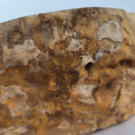 Раковина из окаменелого дерева Fossil Basin OD-02450 (58*45*14) 0089