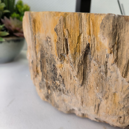 Раковина из окаменелого дерева Fossil Basin OD-02341 (42*38*15) 0088