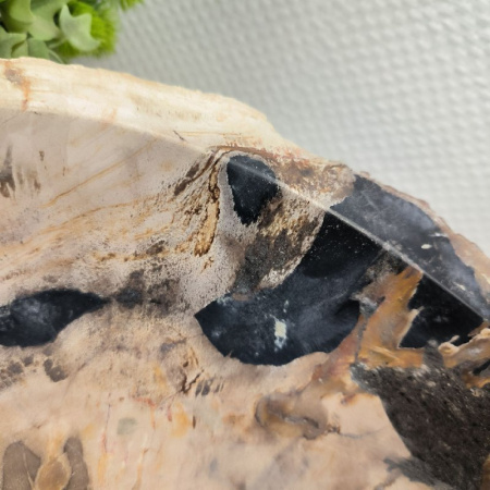 Раковина из окаменелого дерева Fossil Basin OD-02132 (54*34*16) 0088