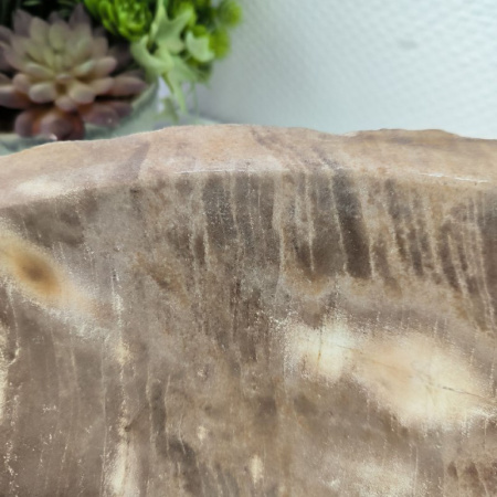 Раковина из окаменелого дерева ПАРА!! Fossil Basin OD-02098 (66*46*16) 0092
