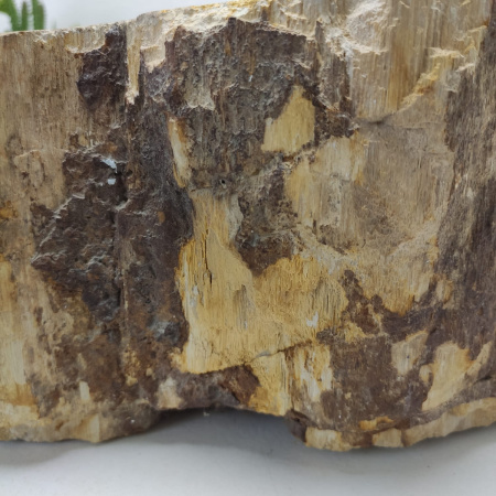 Раковина из окаменелого дерева Fossil Basin OD-01338 (58*51*15) 