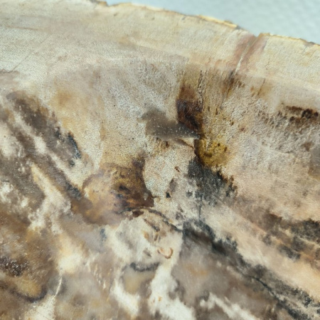 Раковина из окаменелого дерева Fossil Basin OD-02142 (52*44*15) 0088