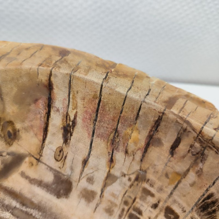Раковина из окаменелого дерева ПАРА!! Fossil Basin OD-02103 (65*44*16) 0092