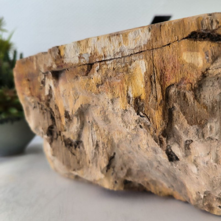 Раковина из окаменелого дерева Fossil Basin OD-02436 (54*43*14) 0089
