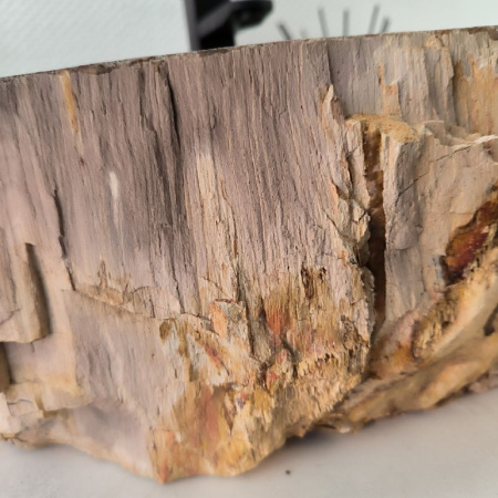 Раковина из окаменелого дерева Fossil Basin OD-02374 (56*41*15) 0089