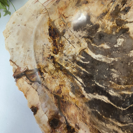 Каменная раковина из окаменелого дерева OD-04450 (68*50*14) 0177 из натурального камня