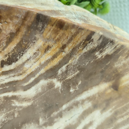 Раковина из окаменелого дерева Fossil Basin OD-02162 (48*40*16) 0088