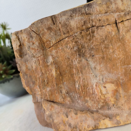 Раковина из окаменелого дерева Fossil Basin OD-02440 (51*39*16) 0088