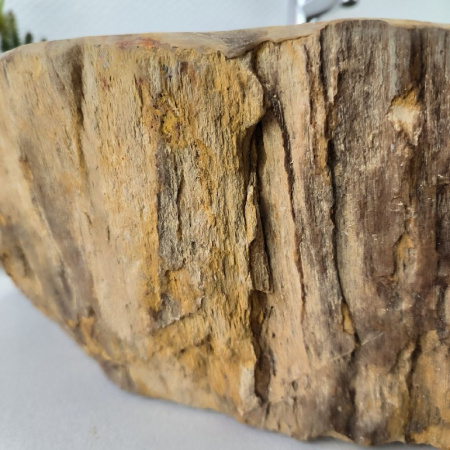 Раковина из окаменелого дерева Fossil Basin OD-02092 (71*55*16) 0089