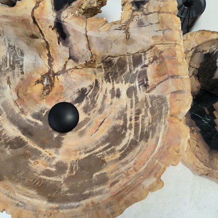 Раковина из окаменелого дерева Fossil Basin OD-02441 (50*47*15) 0089