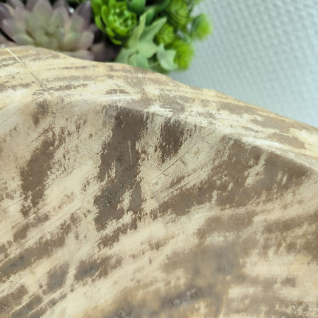 Раковина из окаменелого дерева Fossil Basin OD-02145 (45*35*16) 0088
