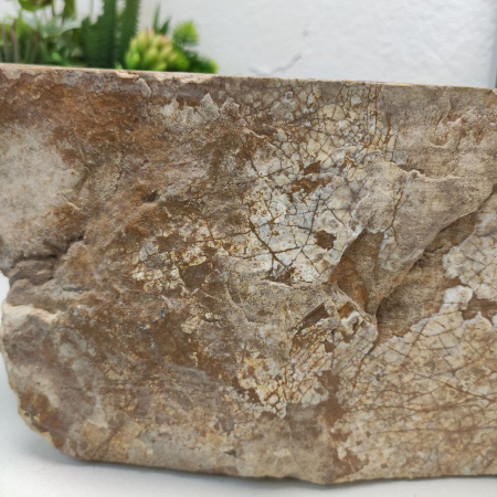Раковина из окаменелого дерева Fossil Basin OD-01243 (58*36*15) 
