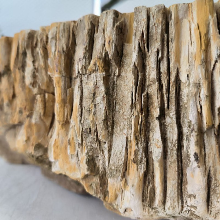 Раковина из окаменелого дерева Fossil Basin OD-02441 (50*47*15) 0089