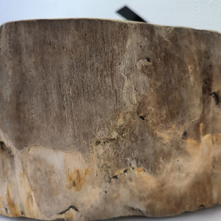 Раковина из окаменелого дерева ПАРА!! Fossil Basin OD-02336 (51*39*15) 0092